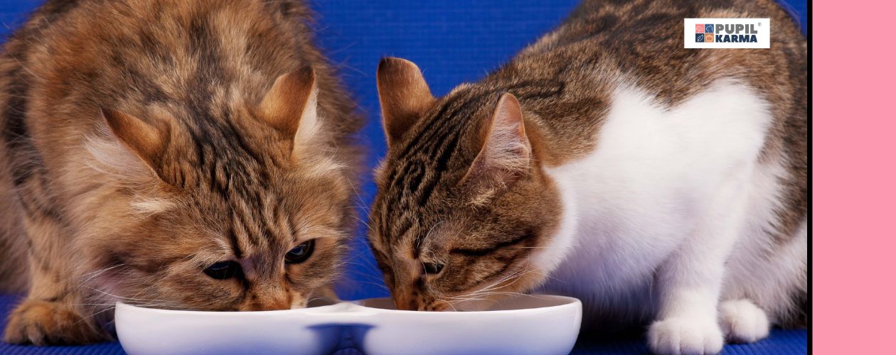 Jakie są różnice. Zdjęcie dwóch rudych kotów jedzących z dwóch białych misek na granatowym tle. Po prawej stronie różowy pas i logo pupilkarma. 